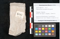 Foto (Objekt + Etikett) von Glyptostrobus europaeus Brongniart (NHMW-GEO-2024-0188-6767)